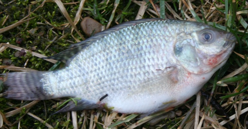 deab fish 007.jpg