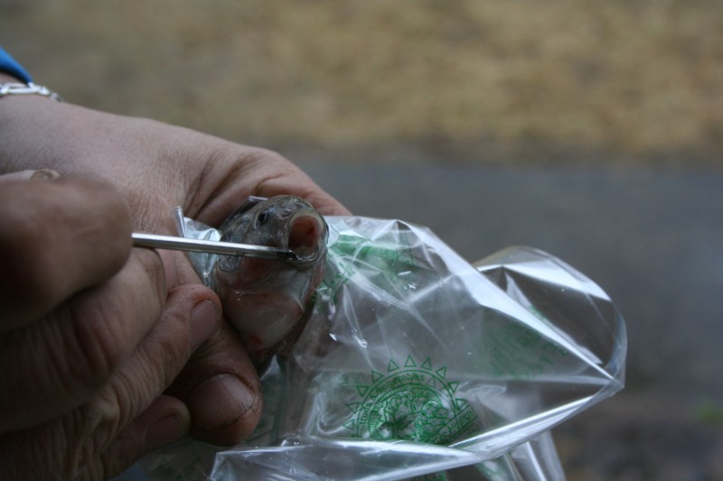 fish mouth1. jpg.jpg