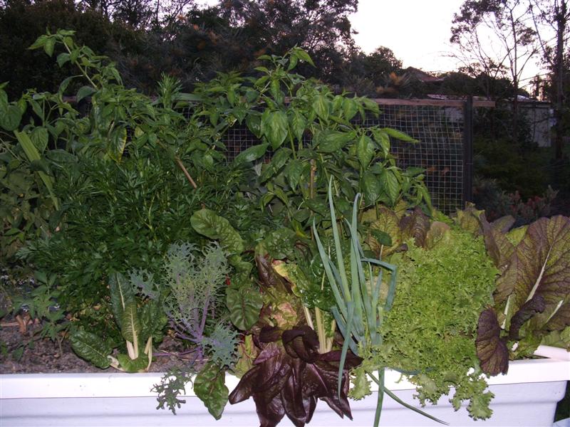 DSCF4451 (Medium).JPG