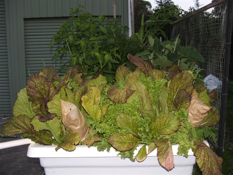 DSCF4450 (Medium).JPG