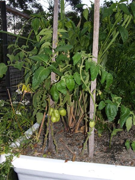 DSCF4447 (Medium).JPG