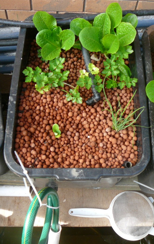 cropped auto siphon.jpg