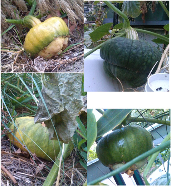 pumpkins ground air.jpg