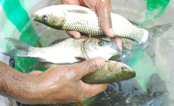 NARDC Aquaponics fish harvest 04122014 (5).JPG