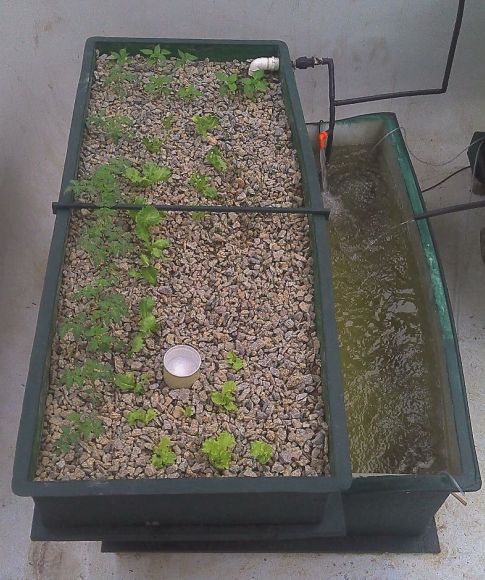 Large system 1160 l tank and 580 l growbed on 20140213.jpg