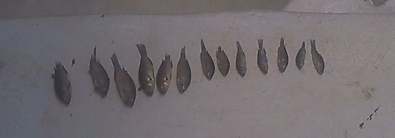 dead fish 20140220.jpg