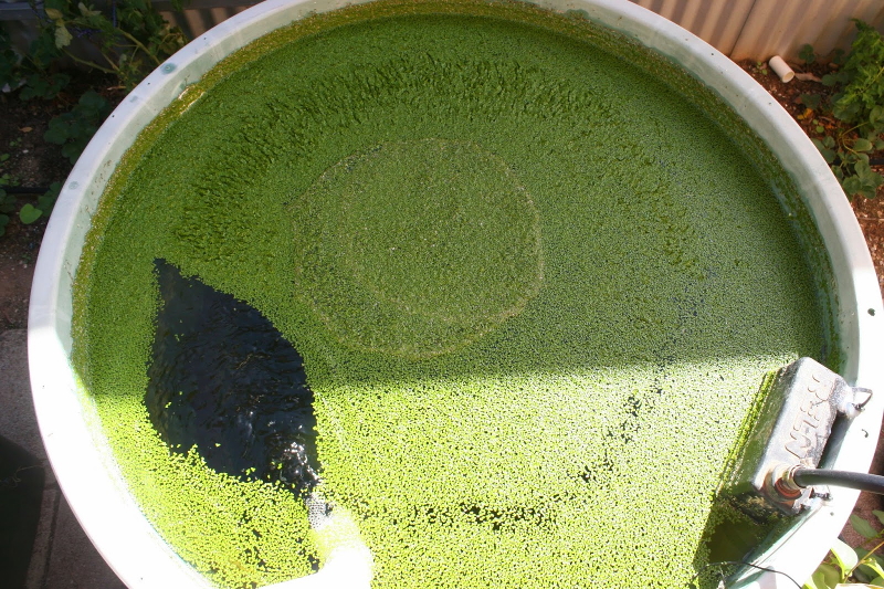 120 Things in 20 years - Aquaponics -Duckweed 02 BYAP sm.JPG