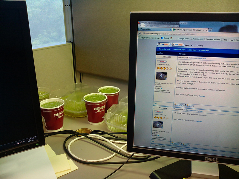 Duckweed_Desk_sm.jpg