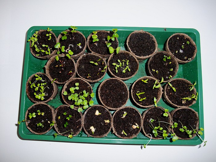 seedlings1.jpg