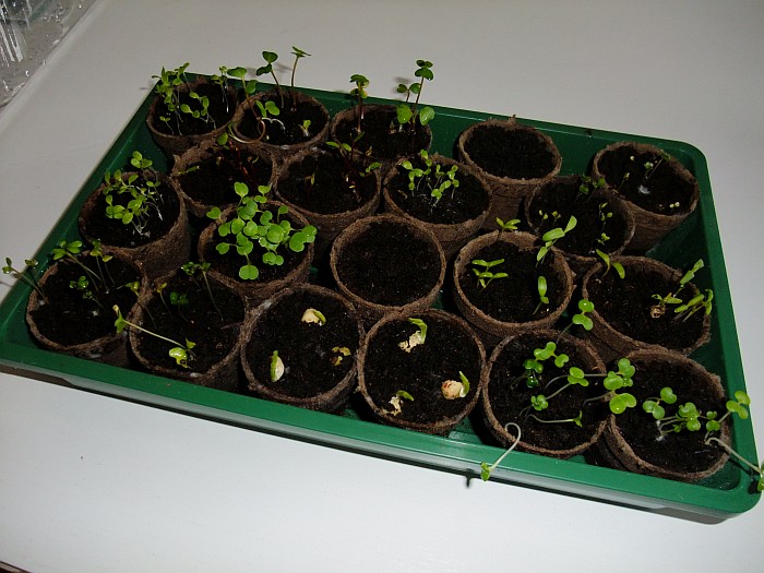 seedlings2.jpg