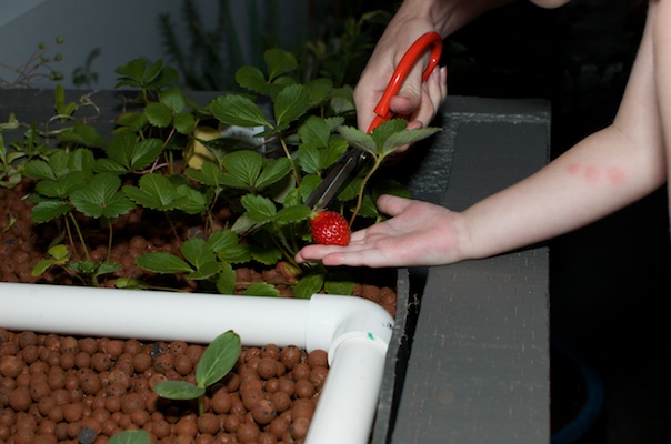 Water Tank Aquaponics 28012014 006.jpg