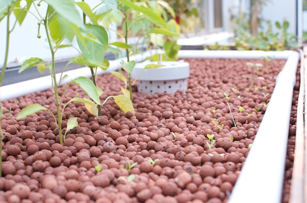 Water Tank Aquaponics 25012014 001.jpg