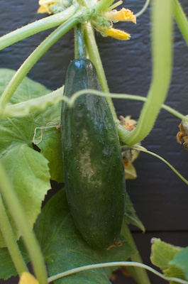 Water Tank Aquaponics 10032014 013.jpg