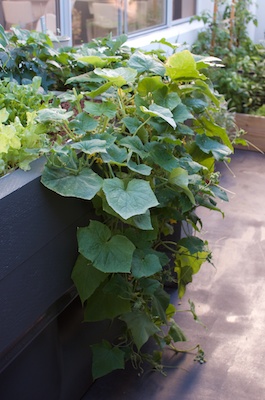 Water Tank Aquaponics 10032014 016.jpg