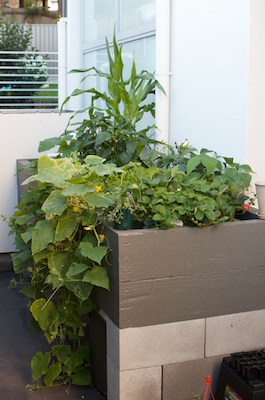 Water Tank Aquaponics 10032014 018.jpg