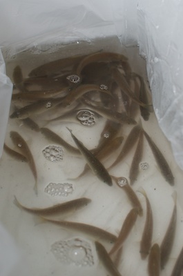 Water Tank Aquaponics 06042014 021.jpg