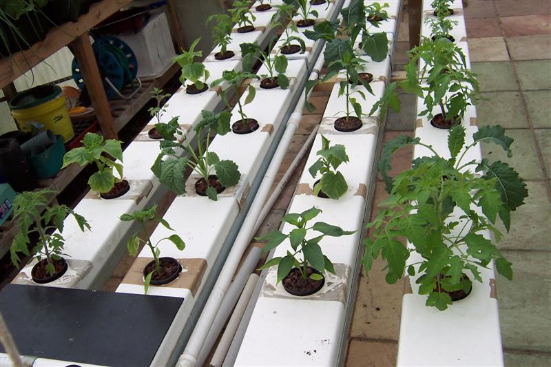 toms caps and cucumbers (Medium).JPG