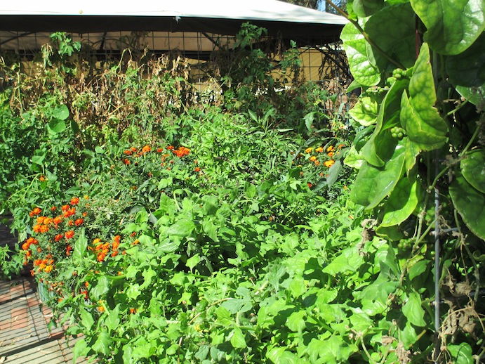 view across two growbeds.JPG