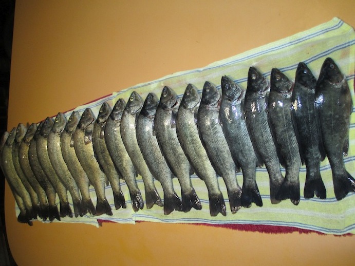 silver perch.JPG