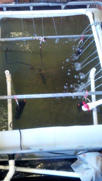 fish tank from top.jpg