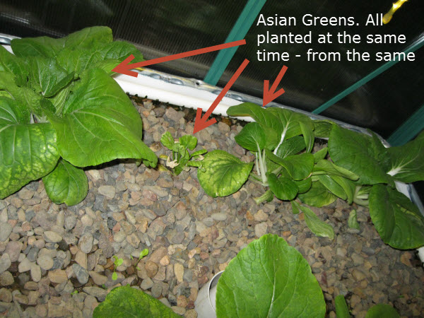 AsianGreen1.JPG