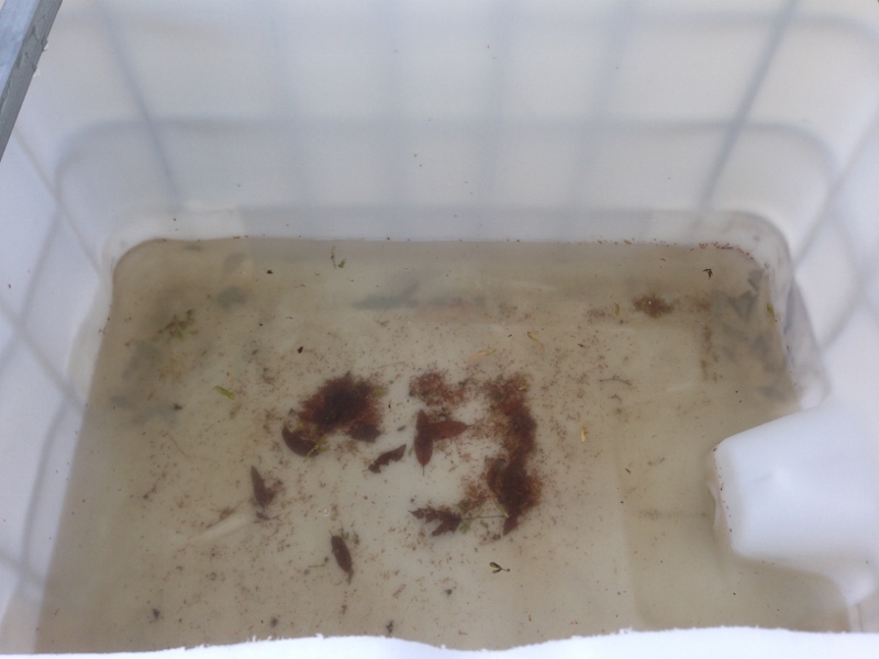 IMG_1532 (2) (800x600).jpg