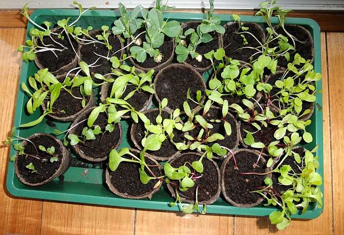seedlings3.jpg