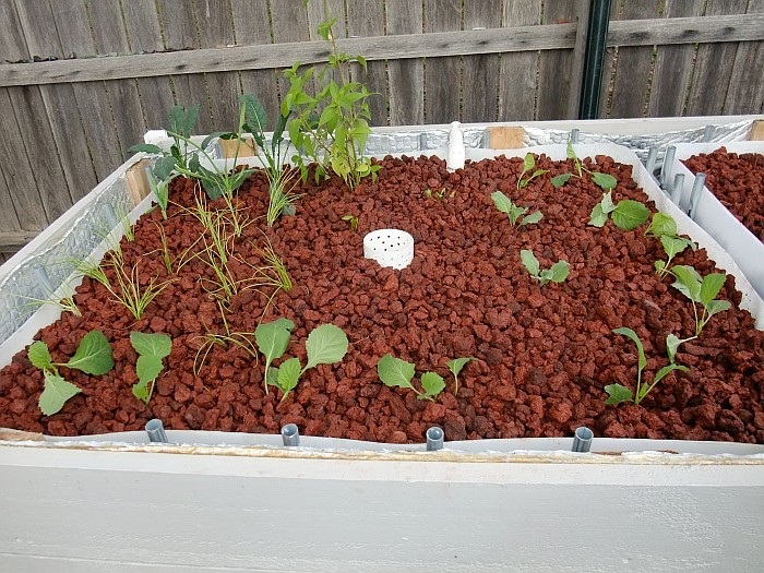 seedlings planted 3rd May 2014.jpg