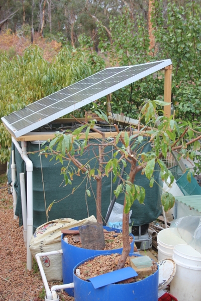 Pruned Nectarines (400x600).jpg