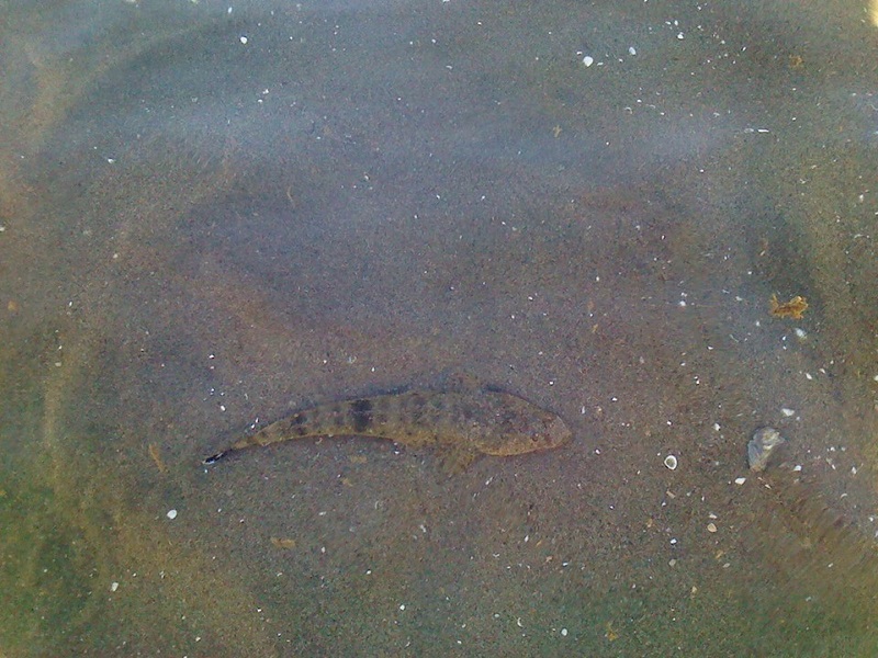 Tickled flathead 2a.jpg