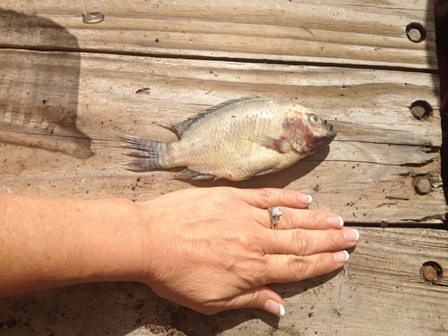 Dead Tilapia 2.jpg