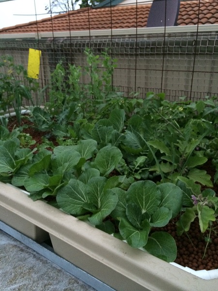 IMG_0967 resized.jpg