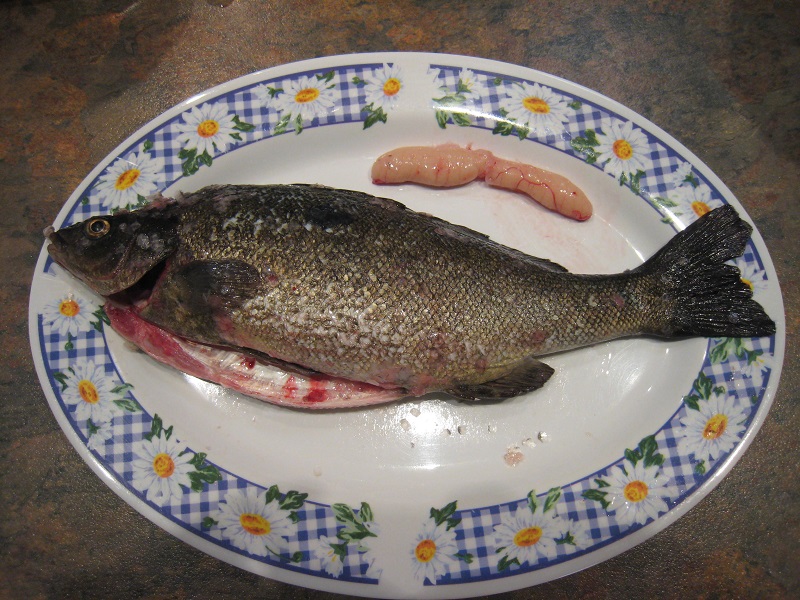 Silver Perch for Dinner Tonight....jpg