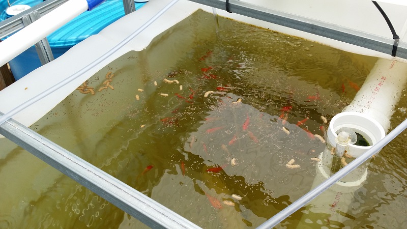 resized - goldfish and Tilapia feeding.jpg