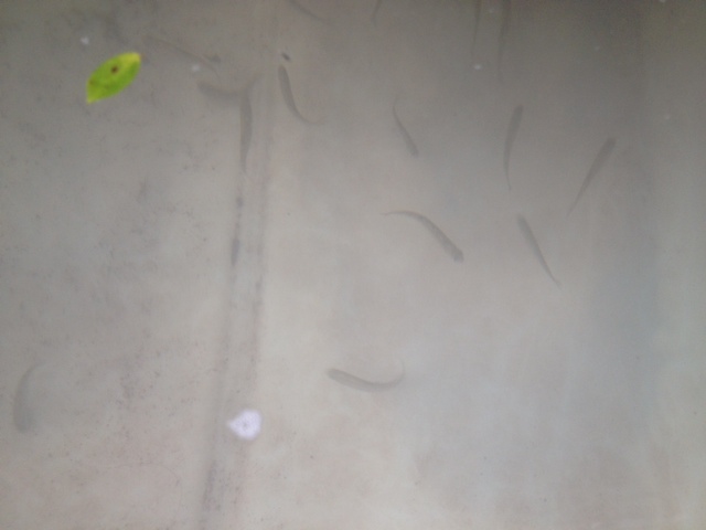 Trout Fingerlings.JPG