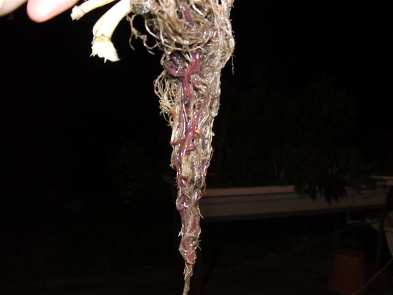 DSCF4460 (Medium).JPG