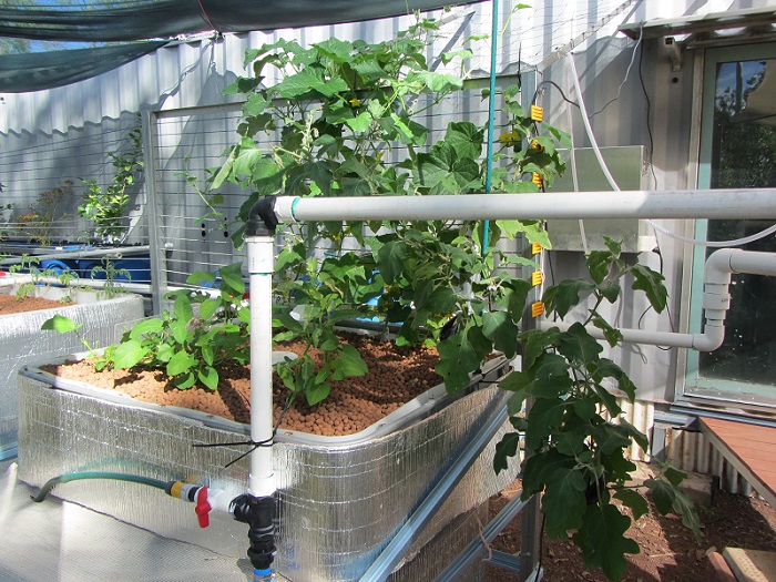 cucs spinach eggplant.JPG