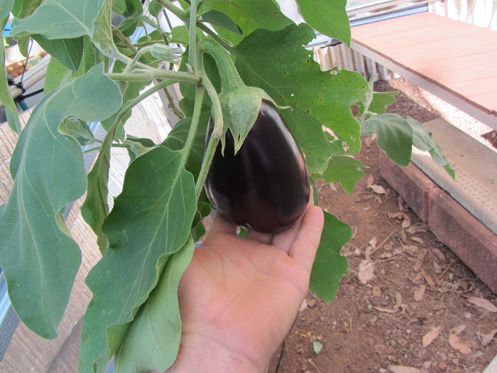 eggplant.JPG