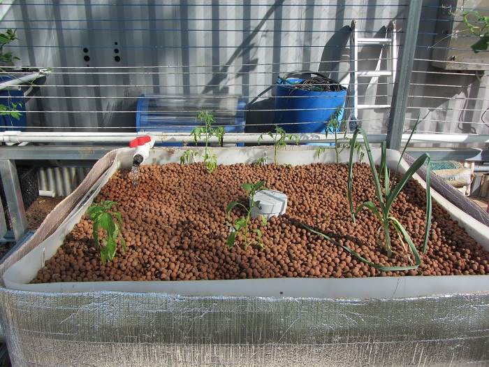 toms caps lettuce.JPG