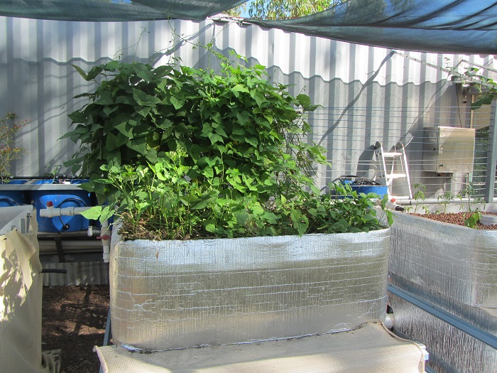 winged beans and spinach.JPG