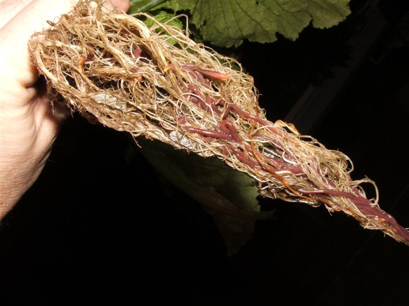 DSCF4463 (Medium).JPG