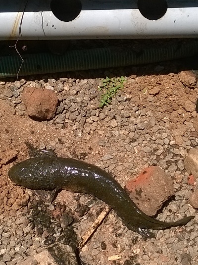 NARDC Fish Harvest Updates 16052014 (2).jpg