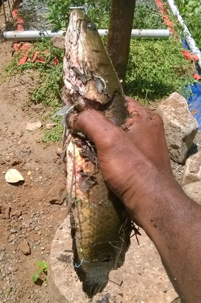 NARDC Fish Harvest Updates 16052014 (3).jpg