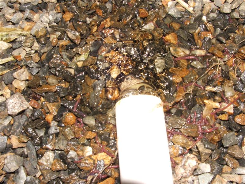 DSCF4467 (Medium).JPG