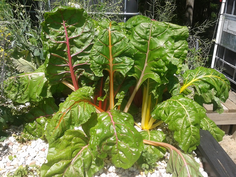 Monster Chard.jpg