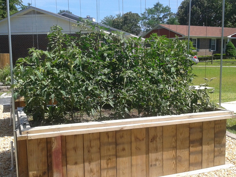 Tomato Wicking Bed.jpg