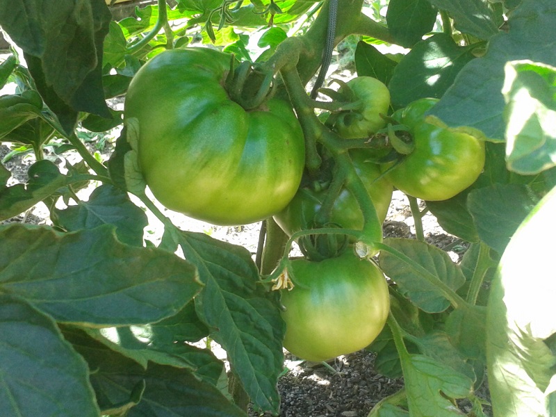 Masses of tomatoes.jpg