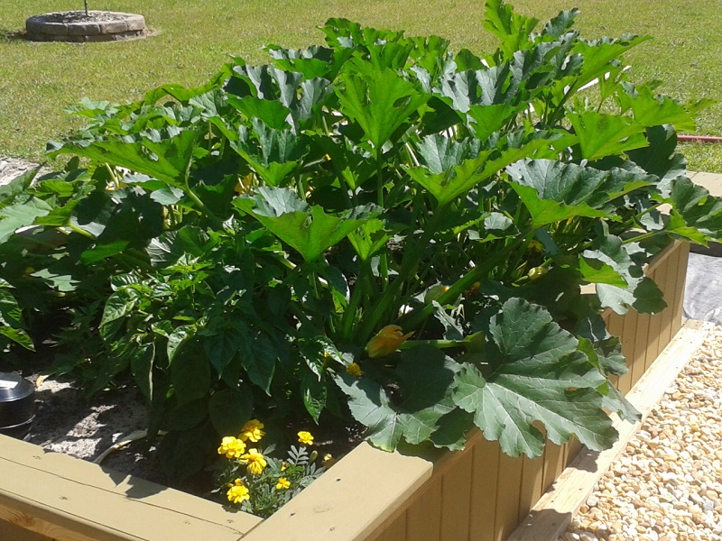 Squash Wicking bed.jpg