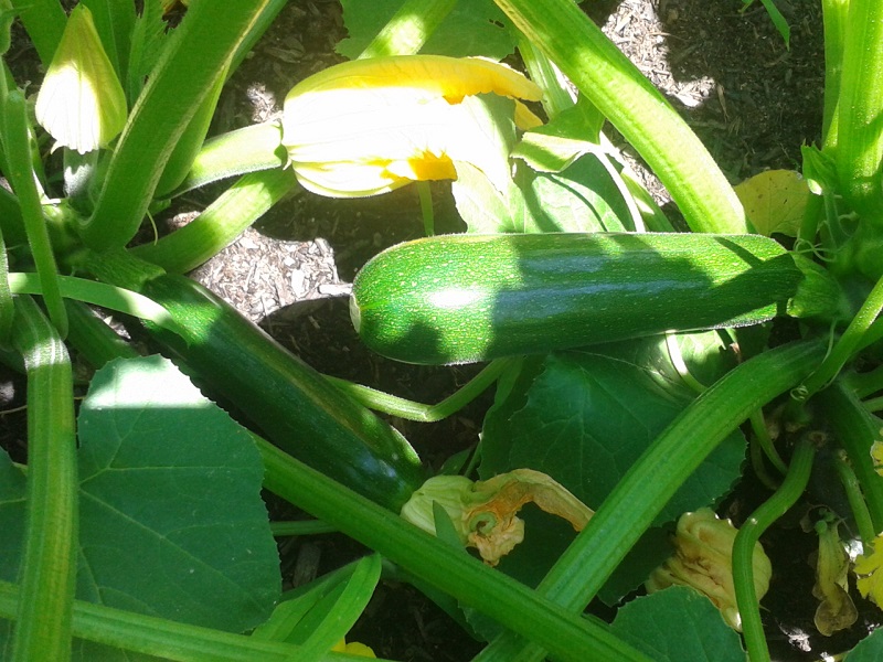 zucchini.jpg