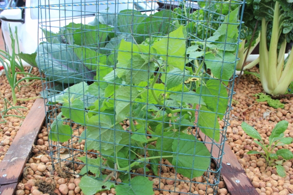 Cape Gooseberry (600x400).jpg